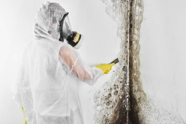 Best Emergency Mold Remediation in Velda City, MO